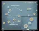S.epidermidis,S.aureus, E.faecalis